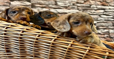 Miniature Dachshund dogs - Advert 6