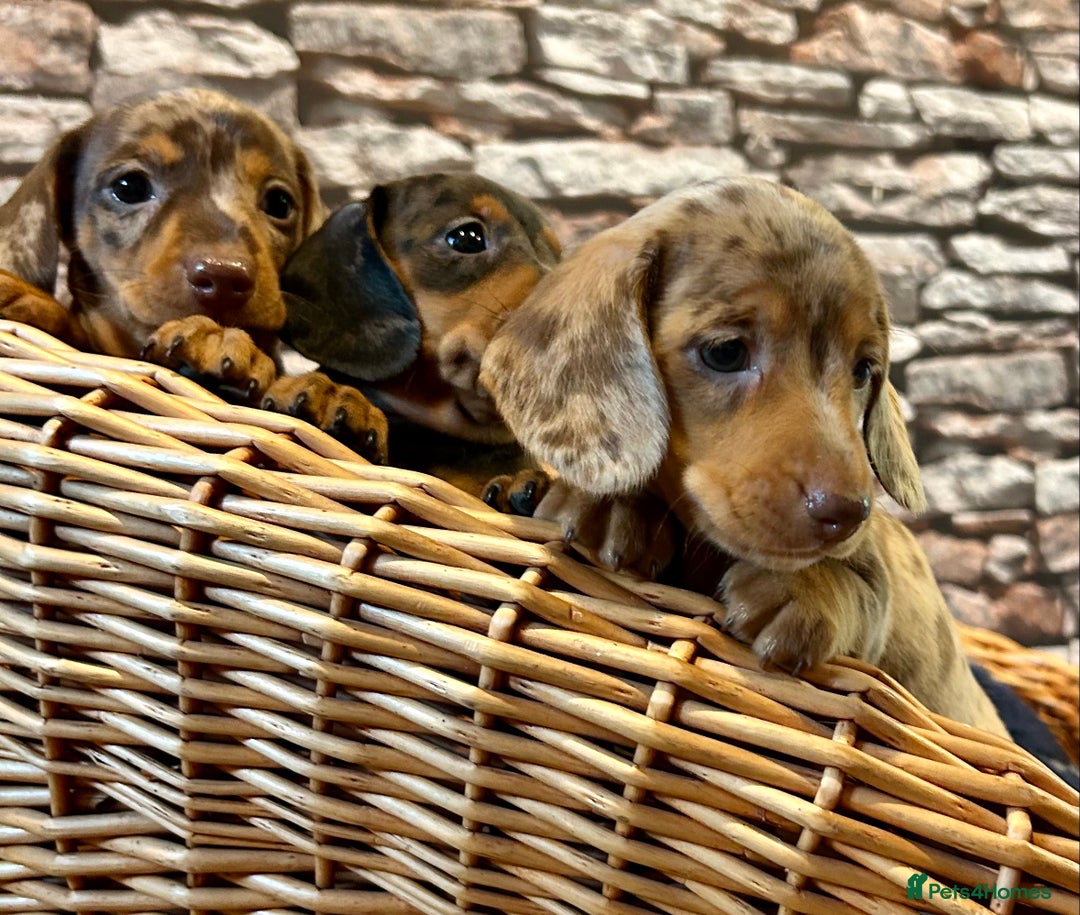 Miniature Dachshund dogs for sale: Stunning Miniature Smooth Dachshunds - Image 2