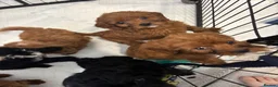 Cavapoo dogs for sale: Cavapoo  - Advert 7