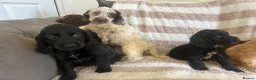 Cocker Spaniel dogs for sale: Beautiful Cocker spaniel pups  - Advert 7
