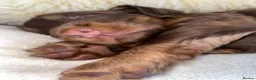 Cocker Spaniel dogs for sale: Tri working cocker spaniel girl  - Advert 12