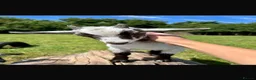 Goats livestock for sale: Pygmy goats wethers in Worksop - Advert 6