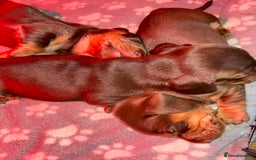 Miniature Dachshund dogs for sale: Mini chocolate Dachshunds in Luton - Image 4