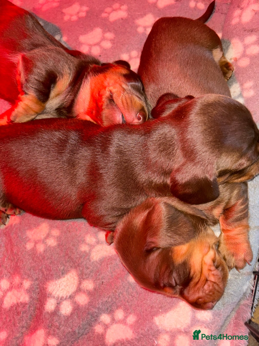 Miniature Dachshund dogs for sale: Mini chocolate Dachshunds in Luton - Image 4