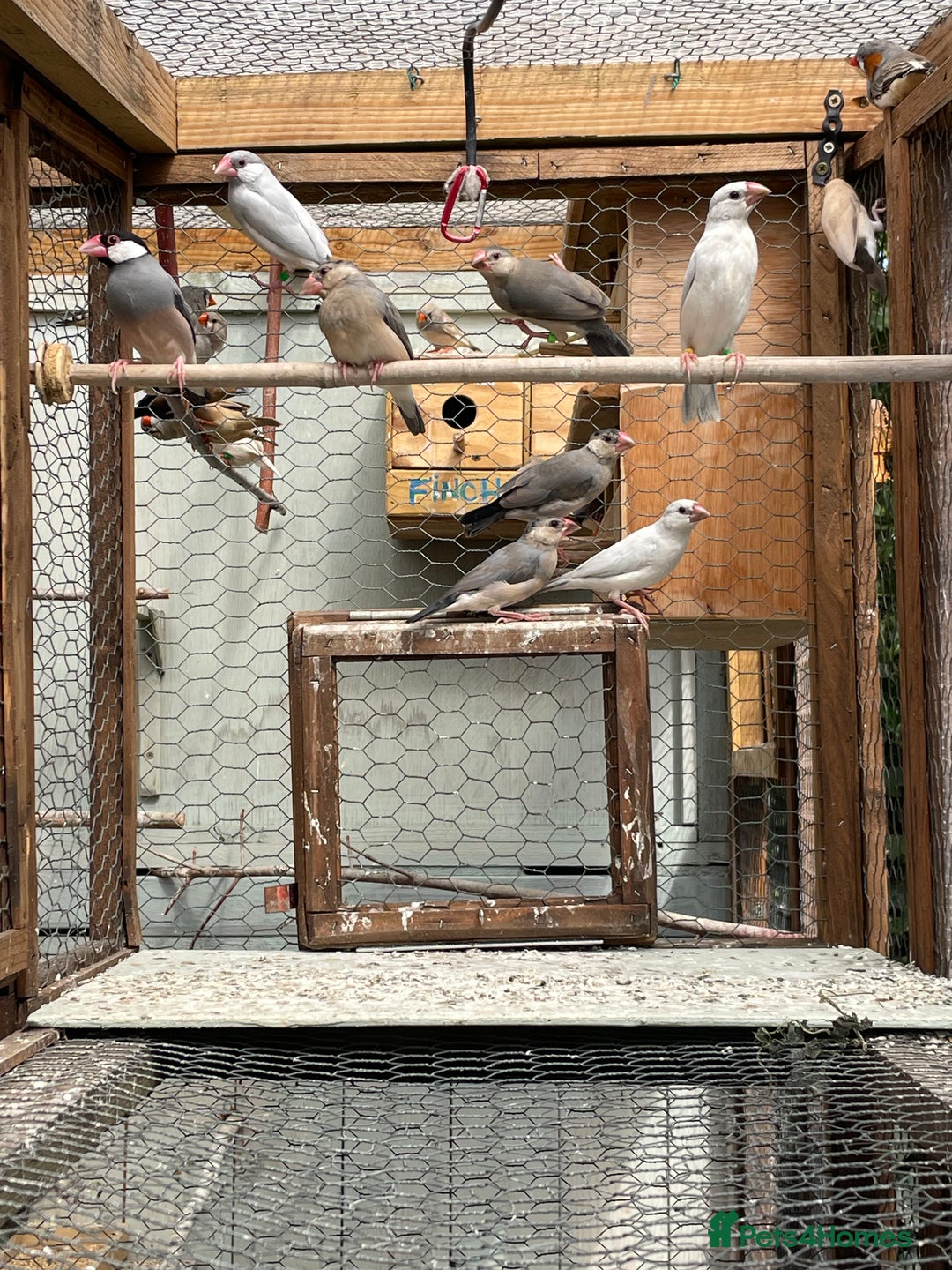 Finches birds for sale: Zebra finches  - Image 5