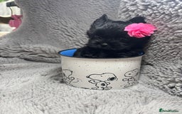 Yorkshire Terrier dogs for sale: Yorkshire terrier Tea cup puppies 480g at 8 weeks - Image 3