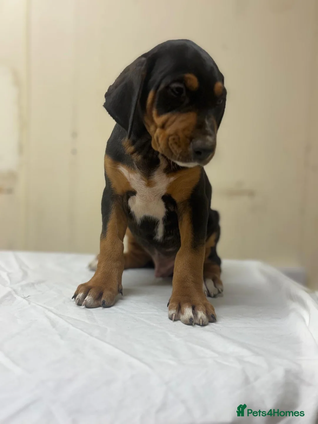 Mixed Breed dogs for sale: Lurcher x dobermen in Doncaster - Advert 2