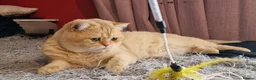British Shorthair cats for stud: BSH registed proven stud - Advert 4