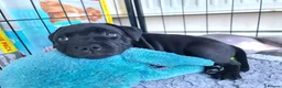 Staffordshire Bull Terrier dogs for sale: Stunning staffy's - Advert 11