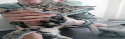 Mixed Breed cats for sale: Last female remaining  in Skelmersdale - Advert 3