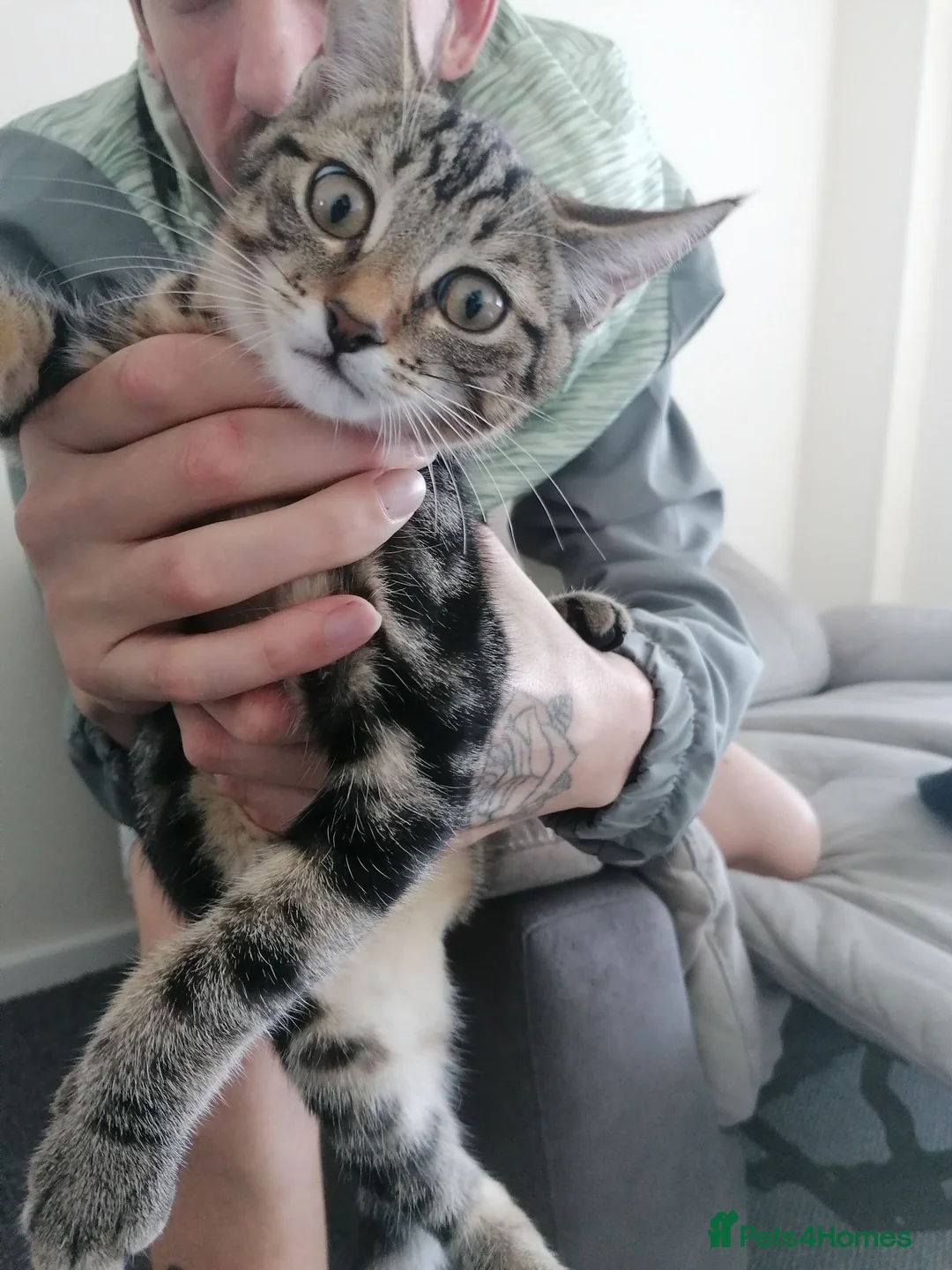 Mixed Breed cats for sale: Last female remaining  in Skelmersdale - Advert 3