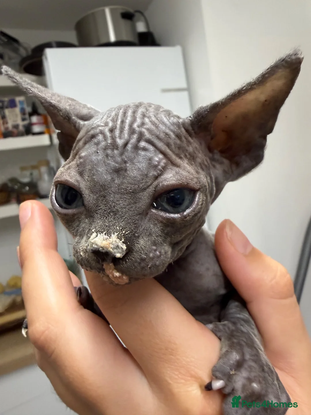 Sphynx cats for sale: Stunning sphinx kittens ready now - Advert 22