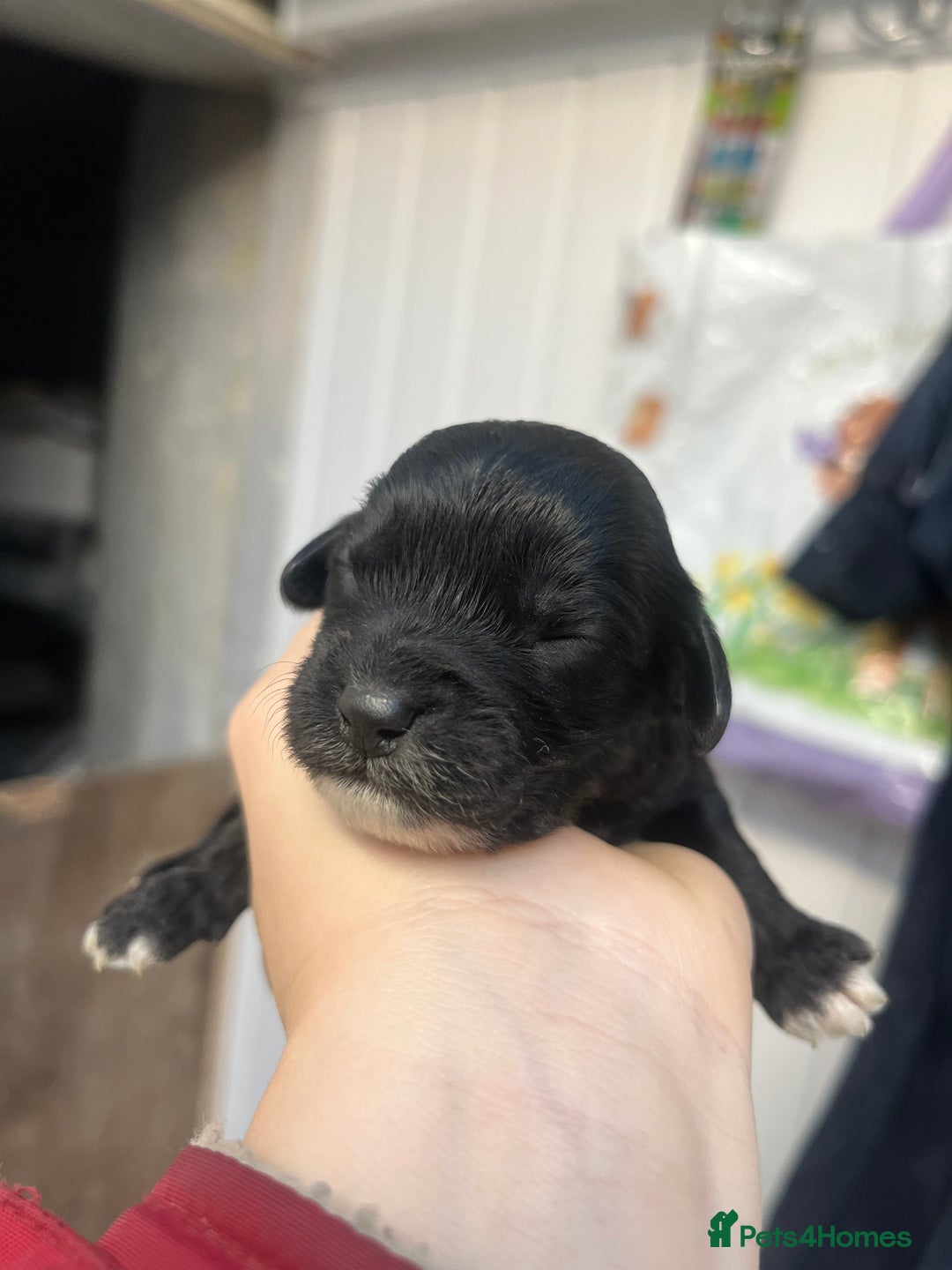 Cockapoo dogs for sale: Beautiful f2 cockapoos - Image 8