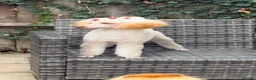 Miniature Poodle dogs for sale: Miniature Poodle looking for a home full of love in Buckhurst Hill - Advert 5