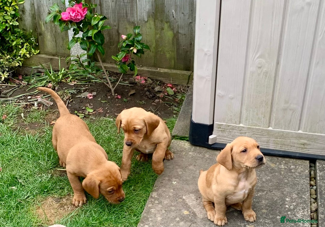 Labrador Retriever dogs for stud: Fox Red Labrador for Stud in Leeds - Advert 7