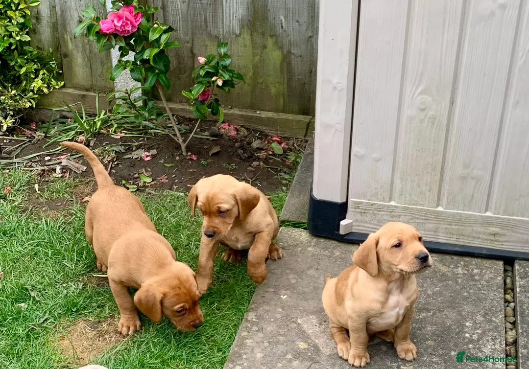 Labrador Retriever dogs for stud: Fox Red Labrador for Stud in Leeds - Advert 7