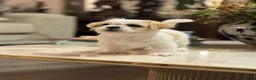 Shih Tzu dogs for sale: Gorgeous tiny imperial shih Tzu girl - Advert 4