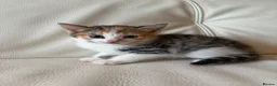 Mixed Breed cats for sale: 4 beautiful kittens  - Advert 15