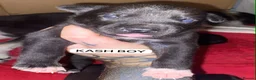 Mixed Breed dogs for sale: SIBERIAN MASTIFF PUPPIES - RARE MIX! - Advert 6