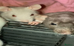 Rat rodents for sale: Rats for sale Hull Rex,fancy,dumbo&hairless - Advert 6
