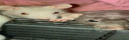 Rat rodents for sale: Rats for sale Hull Rex,fancy,dumbo&hairless - Advert 9