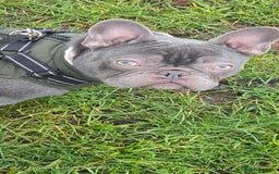 French Bulldog dogs for sale: French bulldog  - Image 10