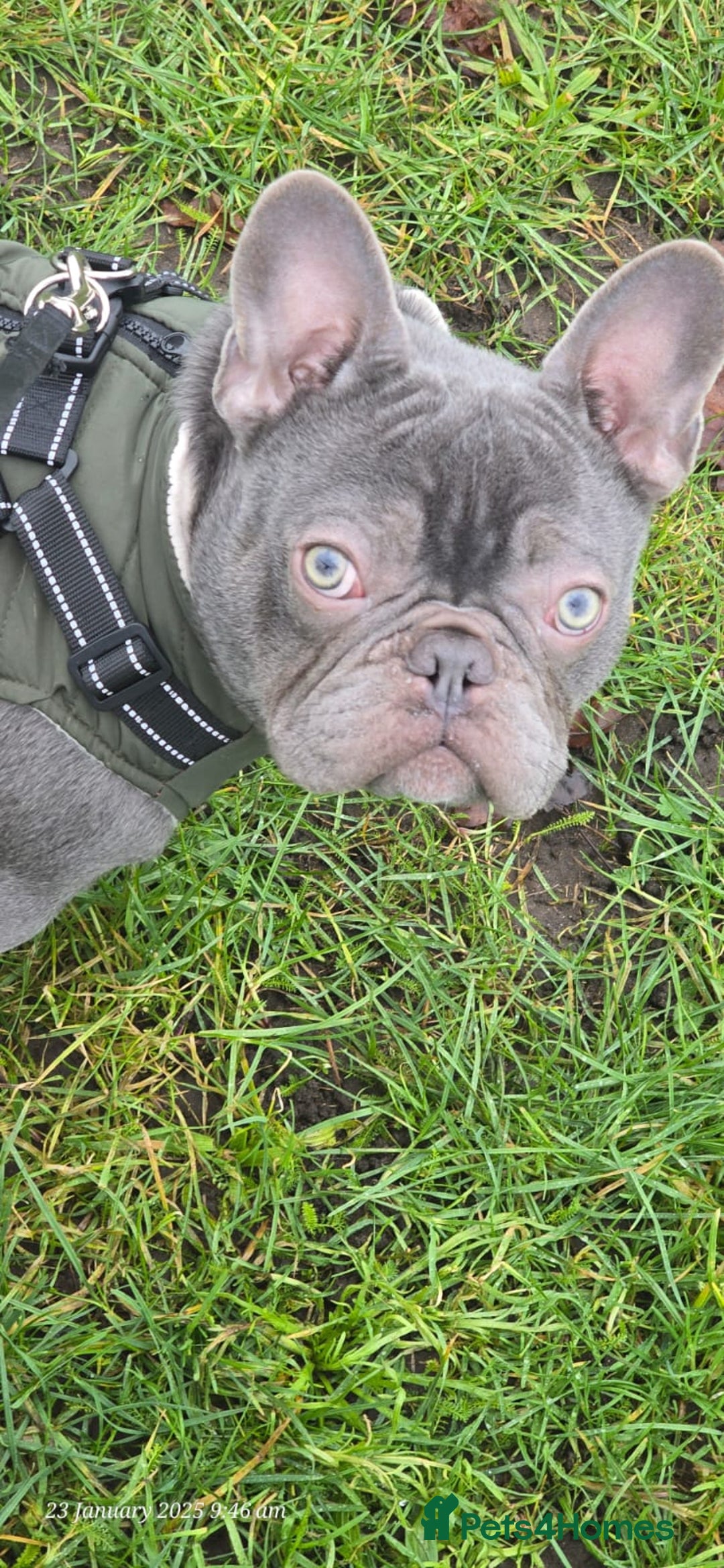 French Bulldog dogs for sale: French bulldog  - Image 10