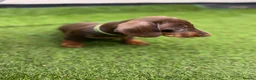 Miniature Dachshund dogs for sale: ONLY 2 LEFT! KC Registered Miniature Dachsunds - Advert 18