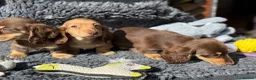 Miniature Dachshund dogs for sale: Miniature long-haired Dauchund, kc, puppies  - Advert 34