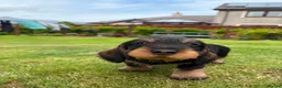 Dachshund dogs for sale: Wire haired dachshunds in Isle of Arran - Advert 11