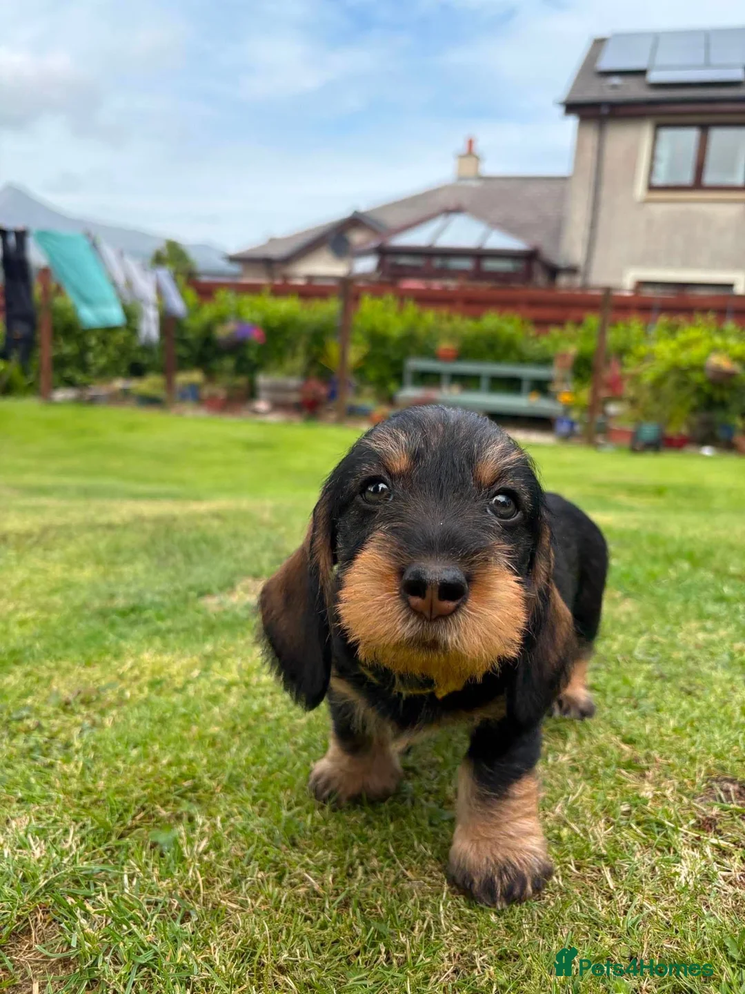 Dachshund dogs for sale: Wire haired dachshunds in Isle of Arran - Advert 11