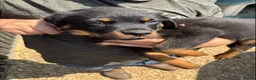 Rottweiler dogs for sale: rottweiller pups - Advert 4