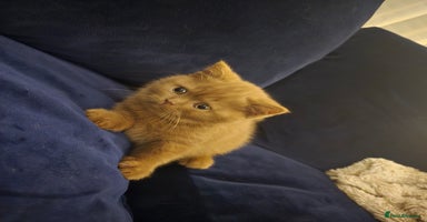 British Shorthair cats - Advert 3