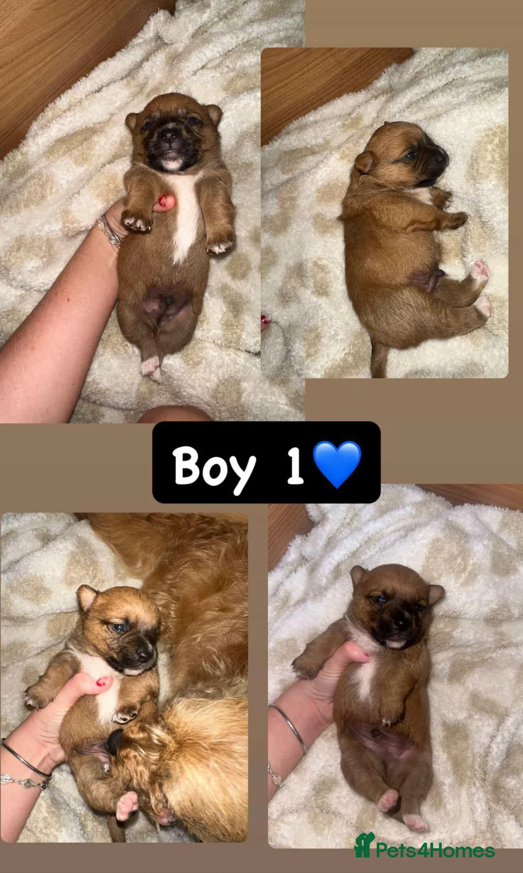 Mixed Breed dogs for sale: Stunning puppies for sale 😍 x in Leeds - Advert 2