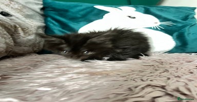 Maine Coon cats - Advert 6