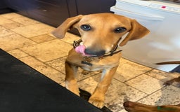 Mixed Breed dogs for adoption: Sweet and loveable Honey, 5 months old - Image 1