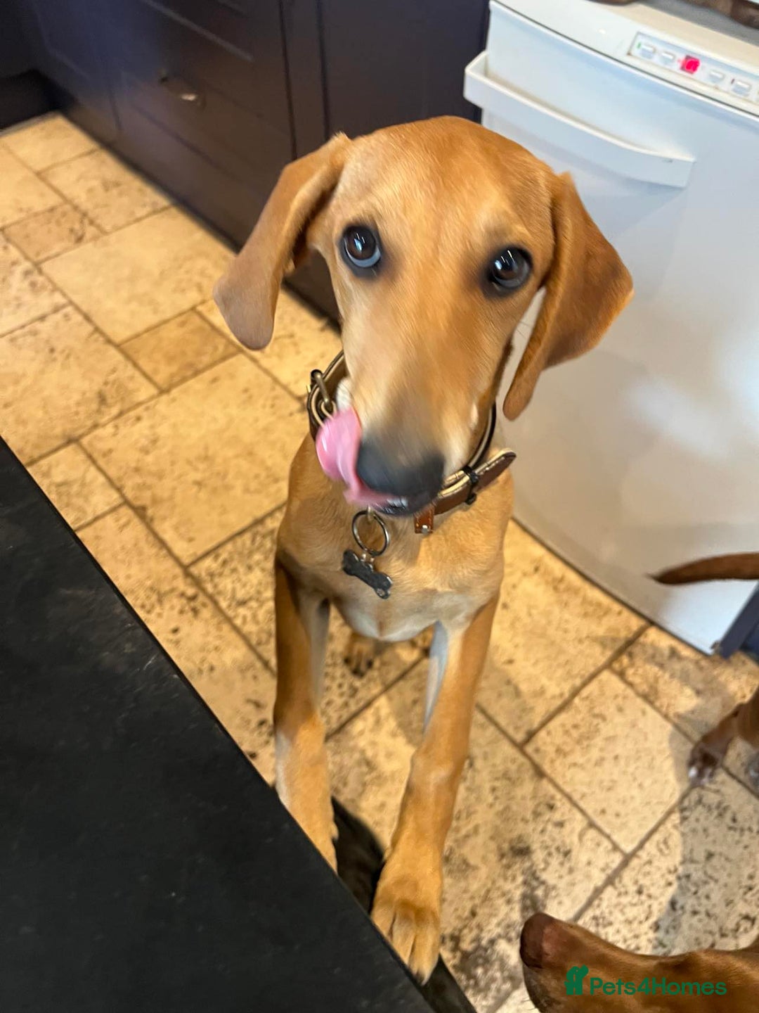 Mixed Breed dogs for adoption: Sweet and loveable Honey, 5 months old - Image 1