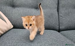 Scottish Fold cats for sale: Excellent Scottish fold kittens  - Image 37