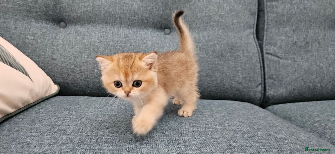 Scottish Fold cats for sale: Excellent Scottish fold kittens  - Image 37