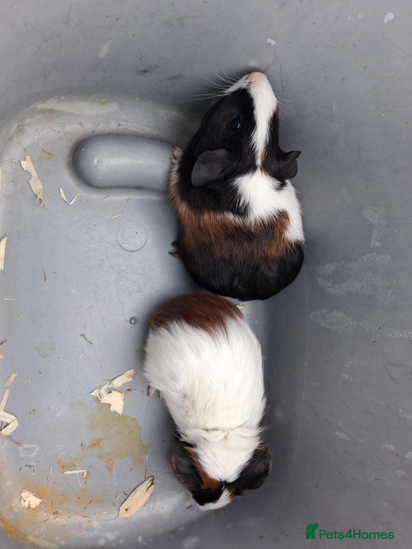 Guinea Pig rodents Male guniea pigs - Advert 18