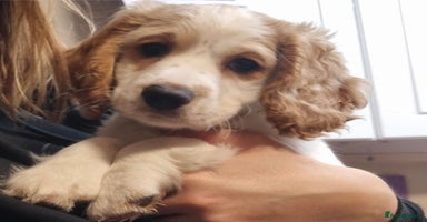 Cockapoo dogs Beautiful Lemon & white puppies - Advert 6