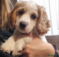 Cockapoo dogs Beautiful Lemon & white puppies - Advert 4