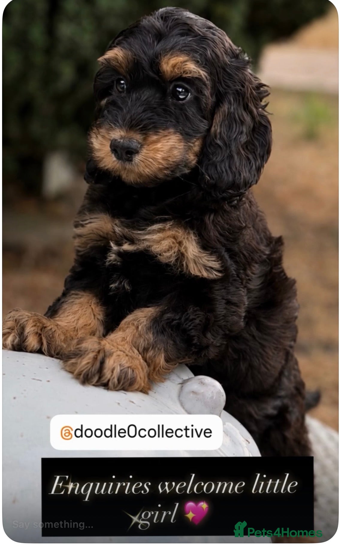 Cockapoo dogs Stunning unusual cockapoos  - Advert 2