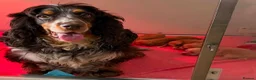 Cocker Spaniel dogs for sale: Show type KC registered cocker spaniels  - Advert 3