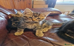 Mixed Breed cats for sale: Kittens For Sale  - Image 1