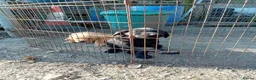 Labrador Retriever dogs for sale: Beautiful Labrador Puppies  in Caernarfon - Advert 7