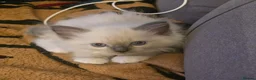 Mixed Breed cats for sale: Two male ragdoll mix kittens - Advert 10