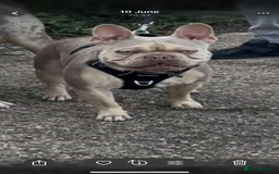 French Bulldog dogs for stud: Isabella stud - Image 4