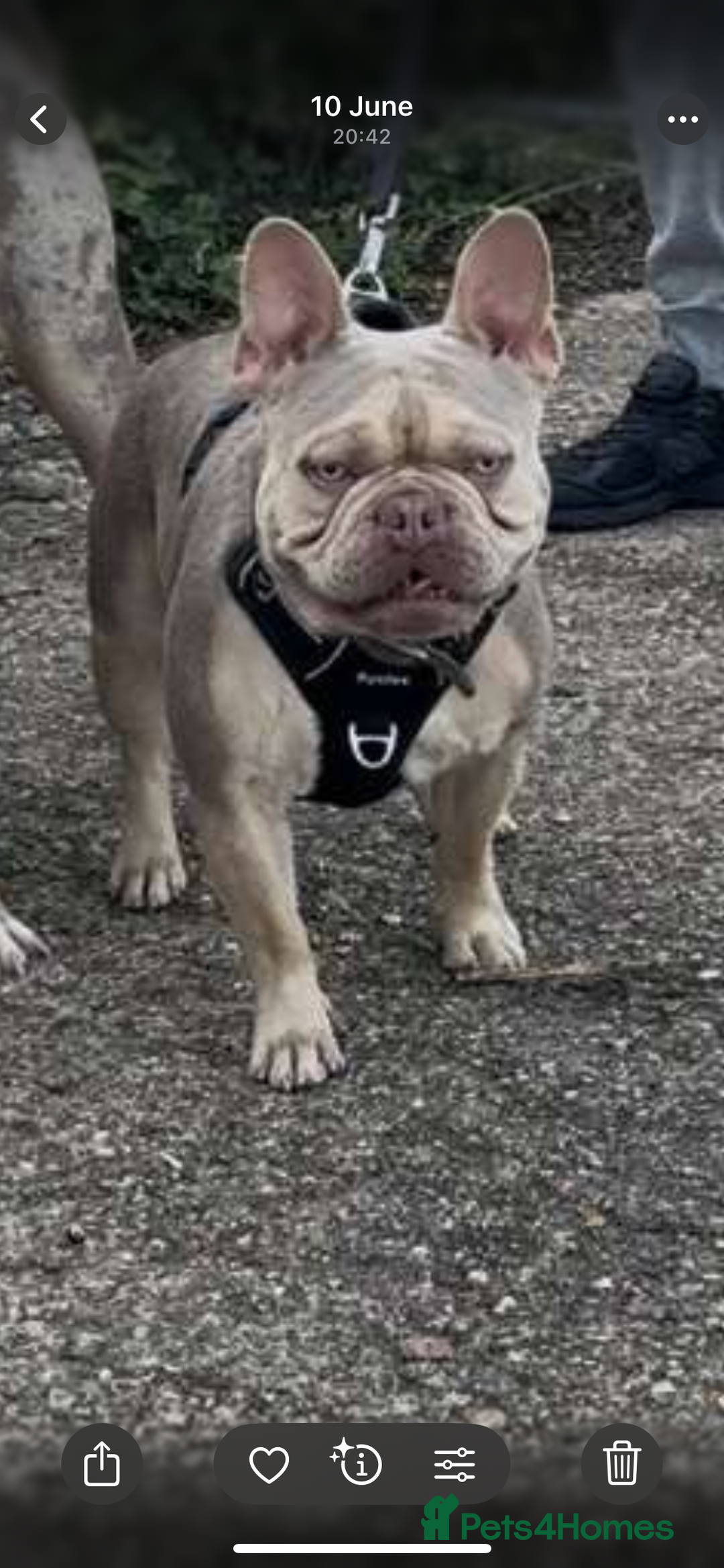 French Bulldog dogs for stud: Isabella stud - Image 4