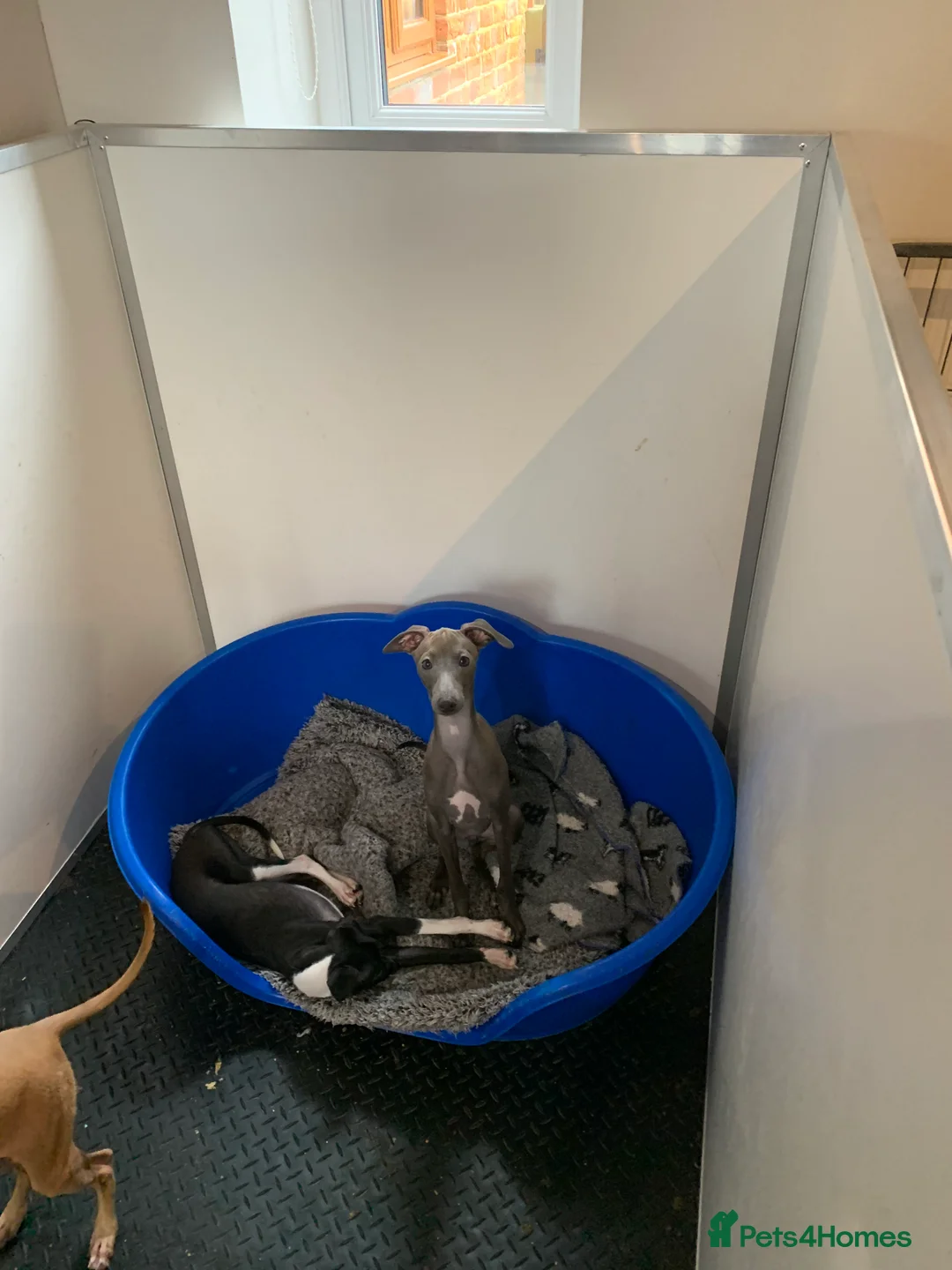 Italian Greyhound dogs for sale: Only one quality Italian greyhound boy left  - Advert 5